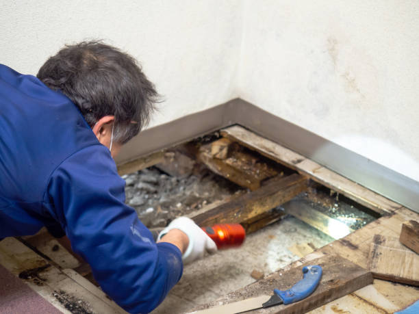 Best Local Mold Removal Service  in New Franklin, OH