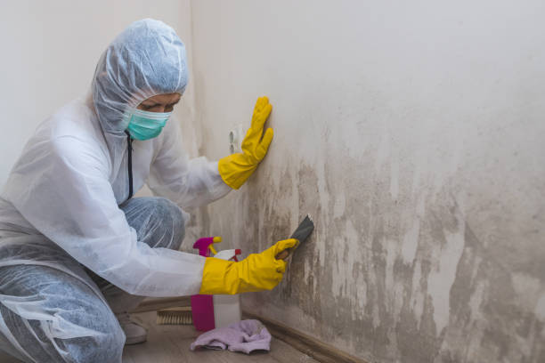 Best Fast Mold Removal  in New Franklin, OH
