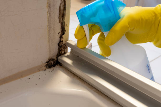 Best Mold Removal Specialists  in New Franklin, OH