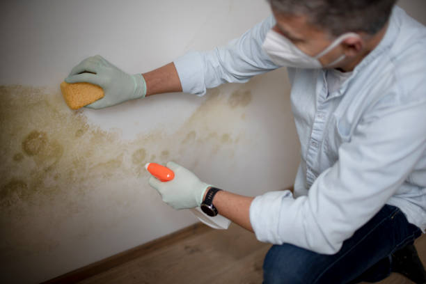 Best Black Mold Removal  in New Franklin, OH