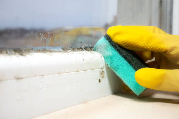 Best Toxic Mold Removal  in New Franklin, OH