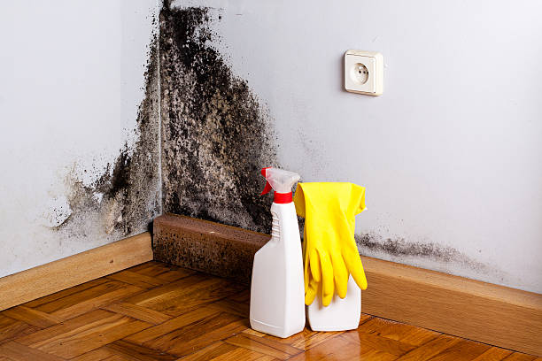 Best Residential Mold Removal  in New Franklin, OH